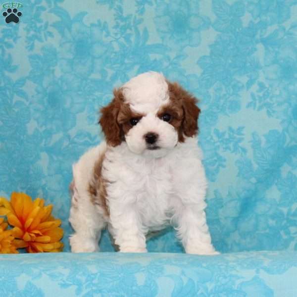 Salted Carmel, Cavapoo Puppy
